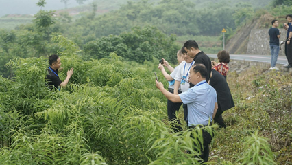 重庆秀山 黄精变“黄金”，电子产品销售助力民富乡村兴