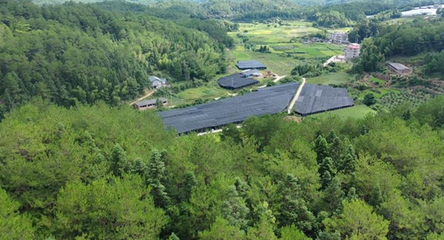 钟鸿辉绿色家庭 让大地披绿，让绿色生活融入日常