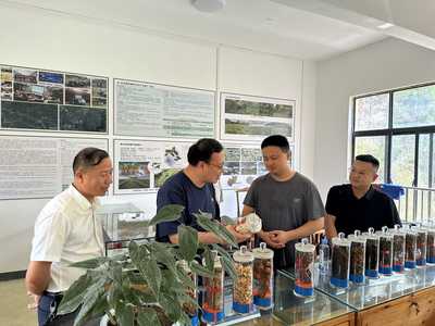 台江县林业产业与国有林场改革调研 宗炜副局长强调优化林业产品销售渠道