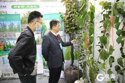 青岛林产新名片 融合生态与科技，'青岛林品'闪耀中国林交会