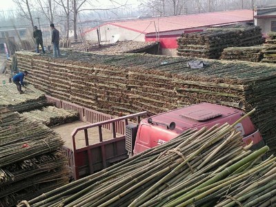 专业供应菜架竹，助力高效农业生产——文安县永兴竹品销售处