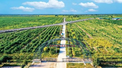 防沙治沙展现美丽中国新容颜——以“三北”工程为代表的我国荒漠化防治成就综述与林业产品机遇