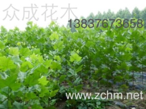 信阳桂花树市场价格行情 4公分、5公分与8公分灌木批发价格分析