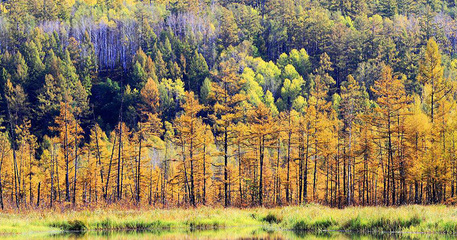 林业产业40年转型升级之路 从传统到数字化的华丽转身